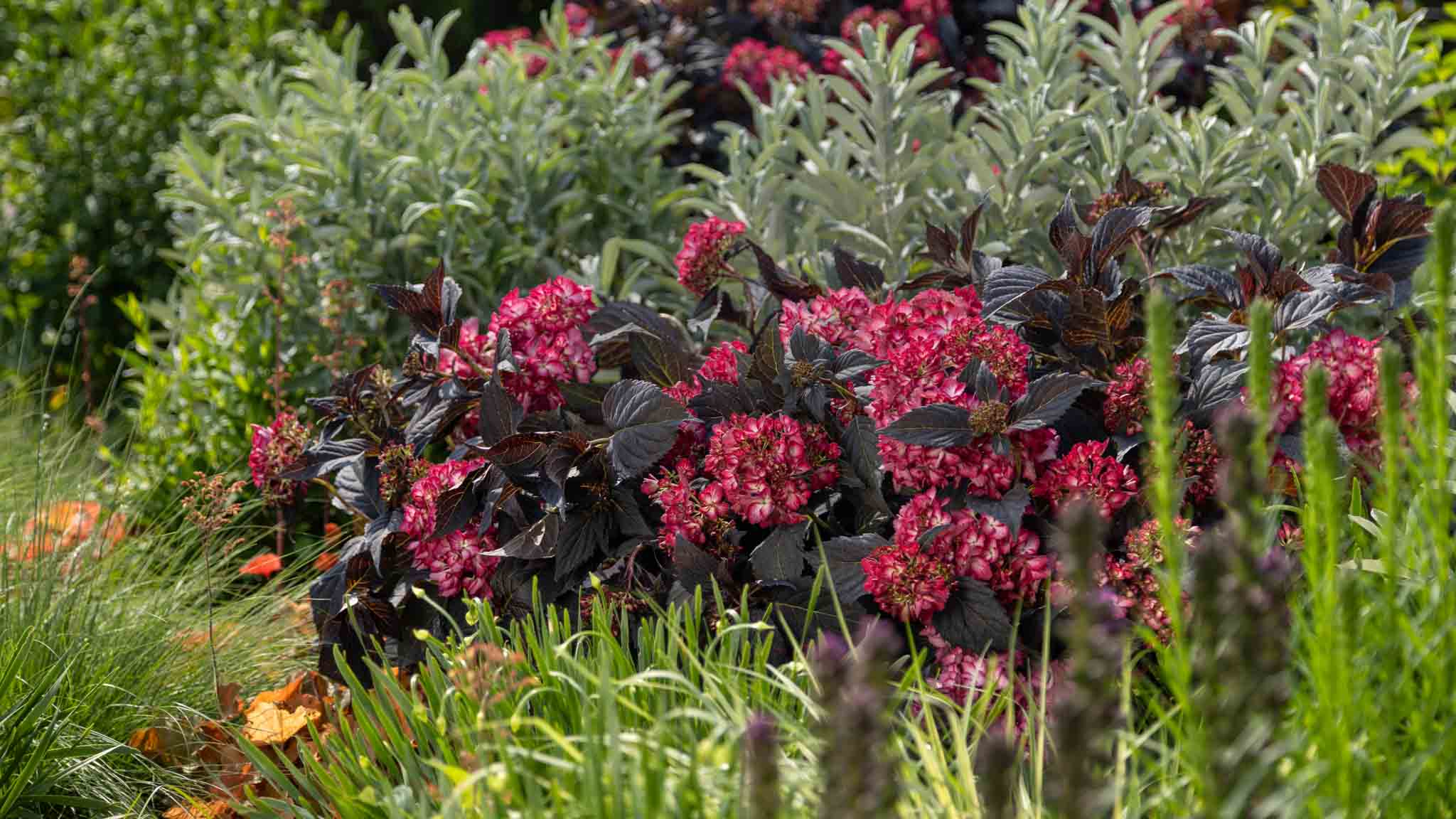 Visit our blog for plant details, care tips, and landscape inspiration!